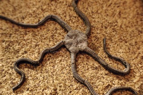 is a brittle star real.